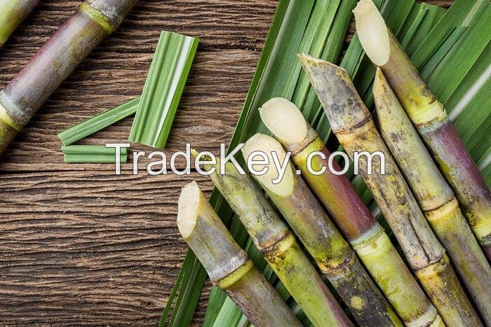 FRESH GREEN SUGARCANE / HYDRATION SUPPORT / CLEAN LABEL / NON-GMO
