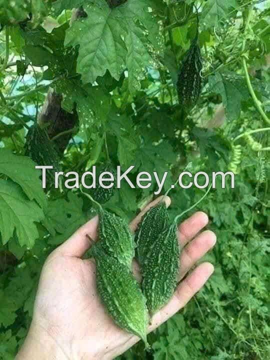 FROZEN BITTER MELON LEAVES / NUTRIENT-DENSE / CLEAN LABEL / WHOLE FOOD SUPPLEMENT