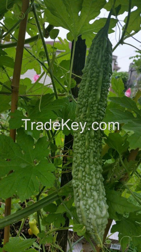 FROZEN BITTER MELON LEAVES / NUTRIENT-DENSE / CLEAN LABEL / WHOLE FOOD SUPPLEMENT
