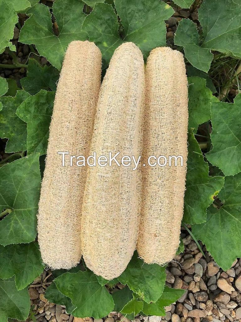 CLEAN BEAUTY LOOFAH / RAW PLANT SPONGE / ECO GROOMING / SKIN FRIENDLY