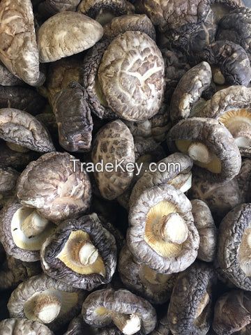 SUN-DRIED SHIITAKE / DAILY WELLNESS / CLEAN LABEL / MUSHROOM POWER