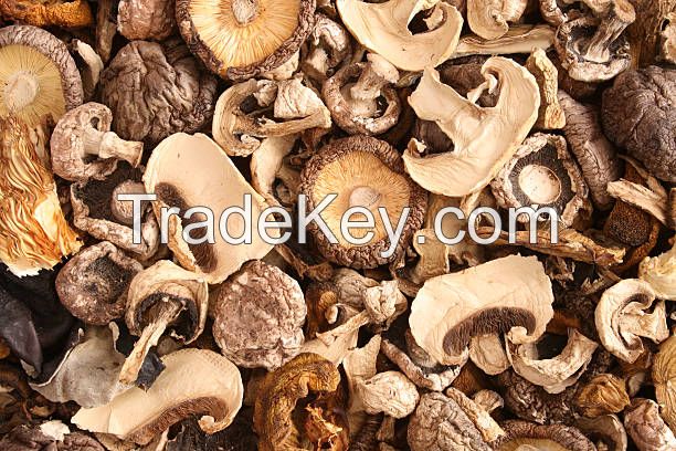 SUN-DRIED SHIITAKE / DAILY WELLNESS / CLEAN LABEL / MUSHROOM POWER