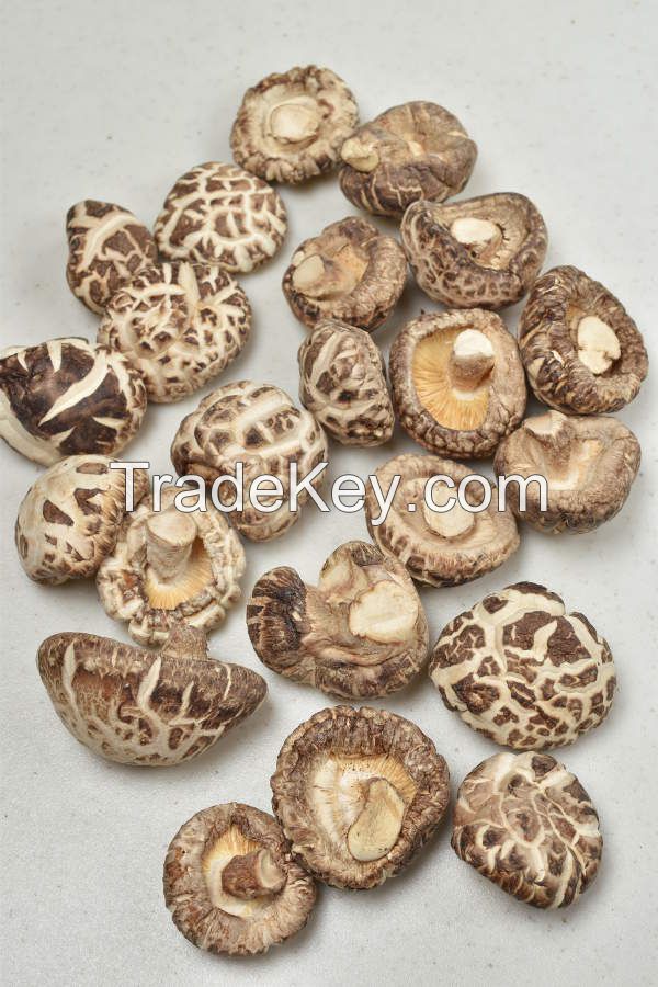 SUN-DRIED SHIITAKE / DAILY WELLNESS / CLEAN LABEL / MUSHROOM POWER