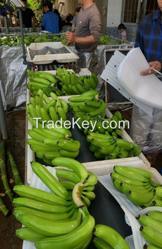 FRESH CAVENDISH BANANA / ENERGY BOOST / CLEAN LABEL / VEGAN FRIENDLY