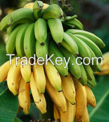 FRESH CAVENDISH BANANA / ENERGY BOOST / CLEAN LABEL / VEGAN FRIENDLY