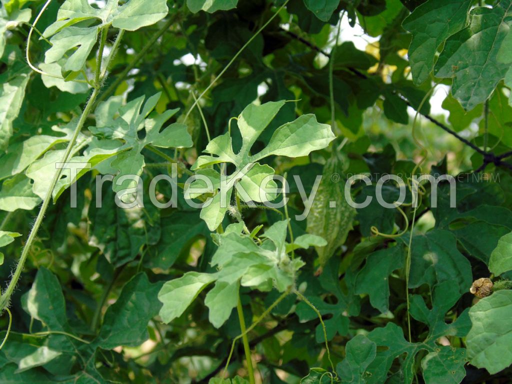 RAW BITTER MELON LEAF / BLOOD SUGAR BALANCE / CLEAN LABEL / PLANT-BASED