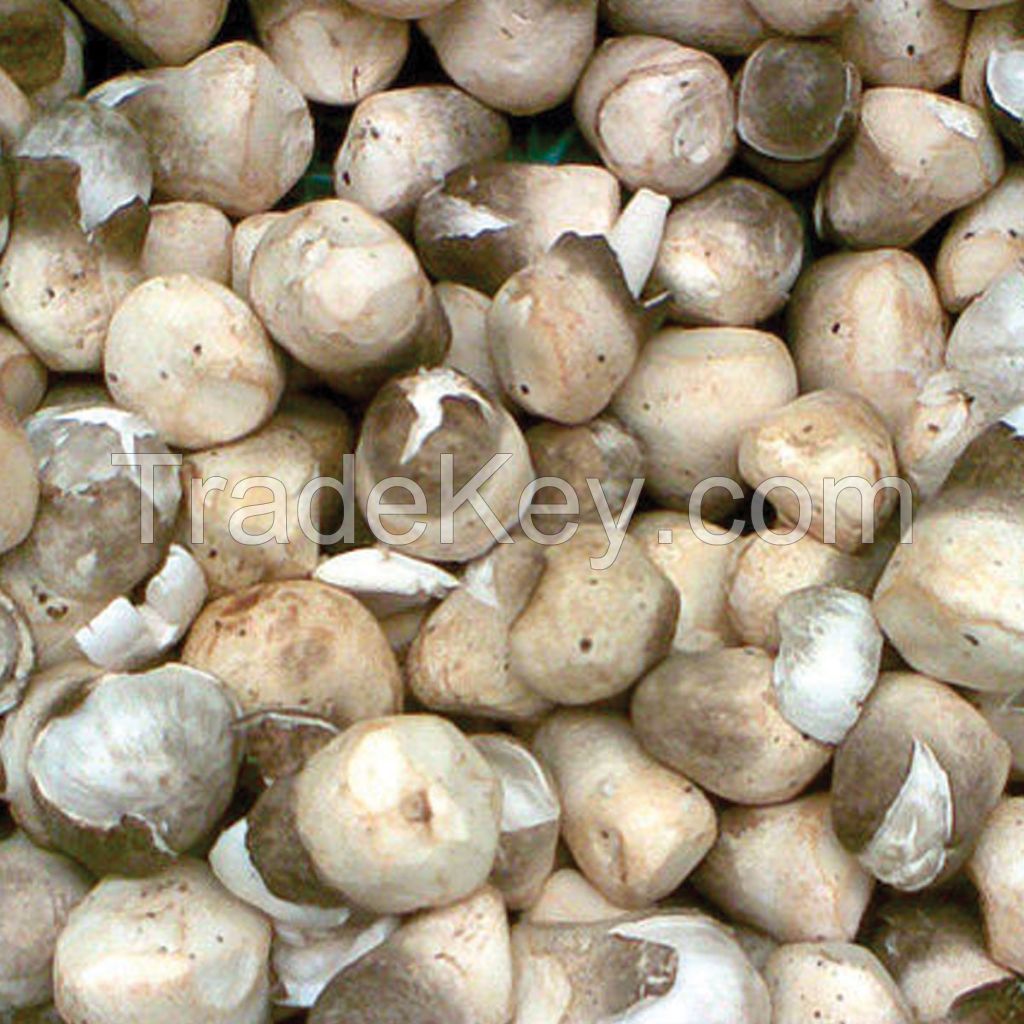 STRAW MUSHROOM WHOLE / CLEAN LABEL / PLANT-BASED INGREDIENT / NATURAL SOURCE