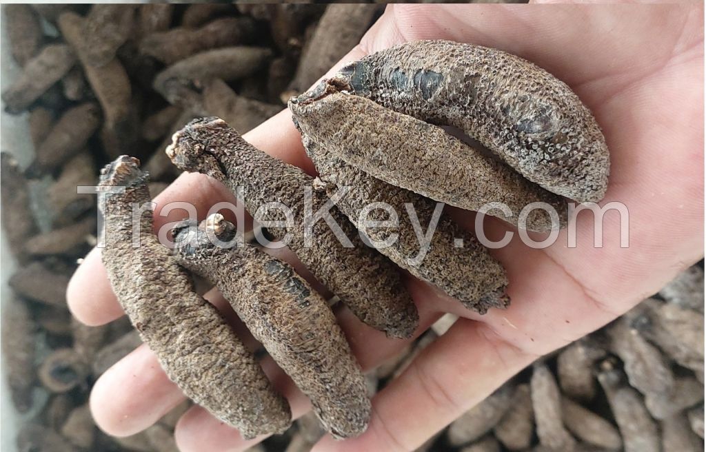 CLEAN OCEAN CUCUMBER STYLE / PURE FORM / NATURAL PROCESSING