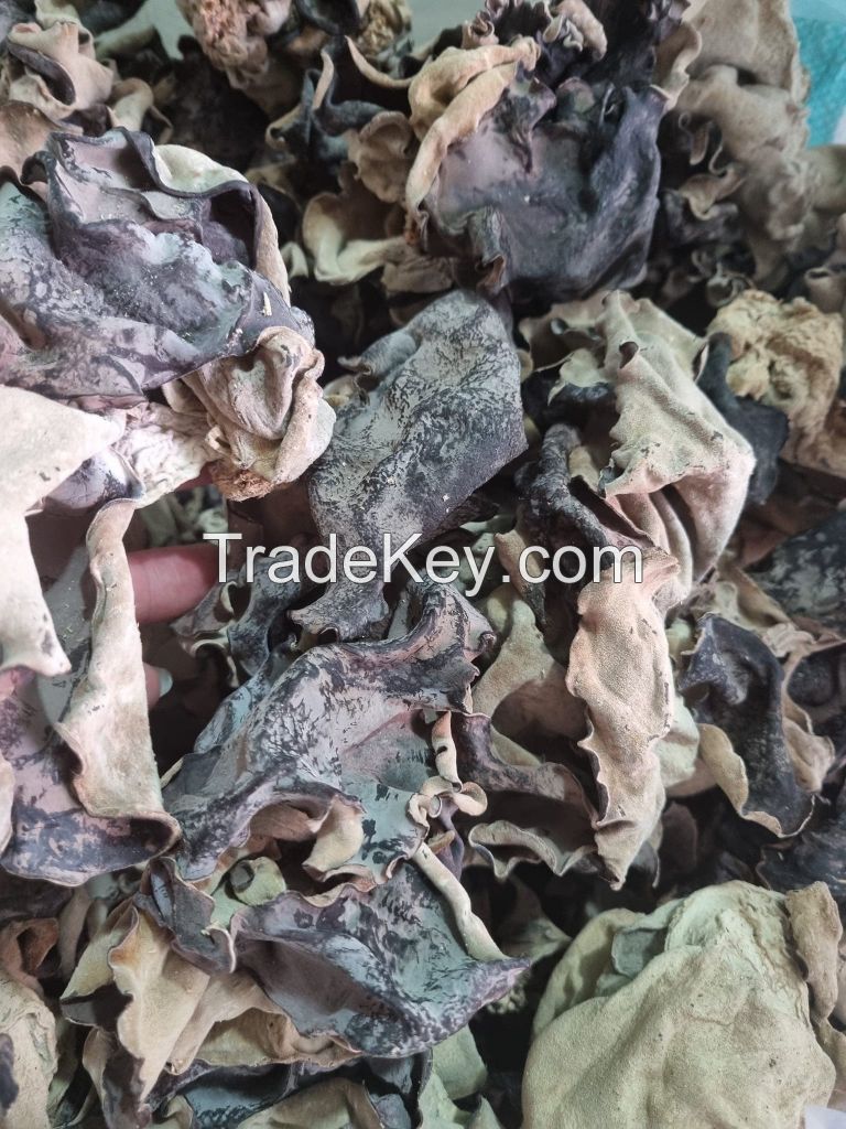 DRIED BLACK FUNGUS / VEGAN FRIENDLY / CLEAN INGREDIENTS / NO ADDITIVES