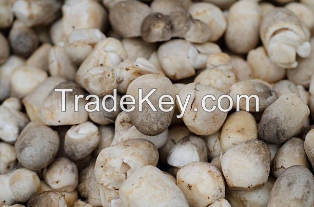 PREMIUM STRAW MUSHROOMS / VEGAN FRIENDLY / NO ADDITIVES / EARTH-GROWN