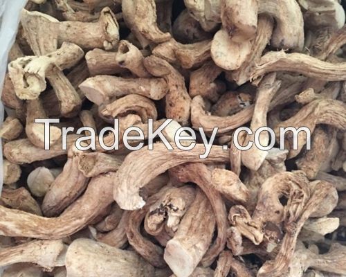 ORGANIC SHIITAKE STEM / BRAIN FUNCTION / CLEAN LABEL / PLANT-BASED