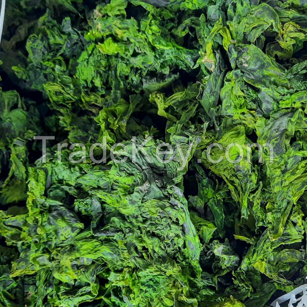 DRIED ULVA LACTUCA / CLEAN LABEL / PLANT-BASED SEA VEGETABLE / NATURAL GREEN