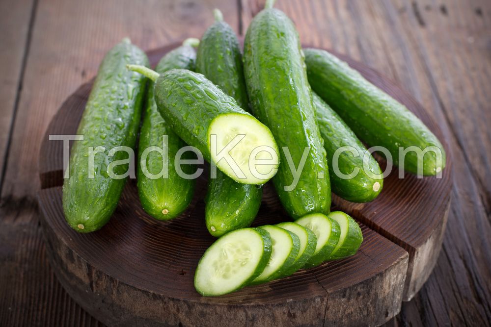 FROZEN CUCUMBER / HYDRATING CUCUMBER EXTRACT / SKIN SUPPORT / CLEAN LABEL / PLANT-BASED