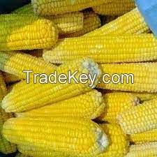 IQF SWEET CORN / PLANT ORIGIN / PURELY PROCESSED / READY TO USE