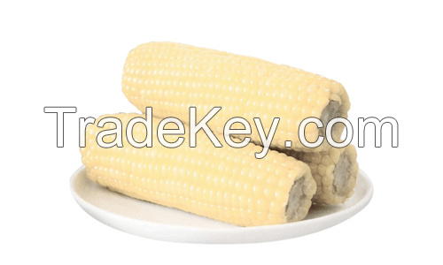 IQF SWEET CORN / PLANT ORIGIN / PURELY PROCESSED / READY TO USE