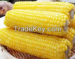 IQF SWEET CORN / PLANT ORIGIN / PURELY PROCESSED / READY TO USE