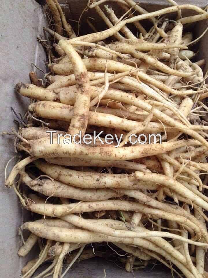 PREMIUM DANG SHEN / ADDITIVE-FREE / CLEANLY PROCESSED / VEGAN SAFE
