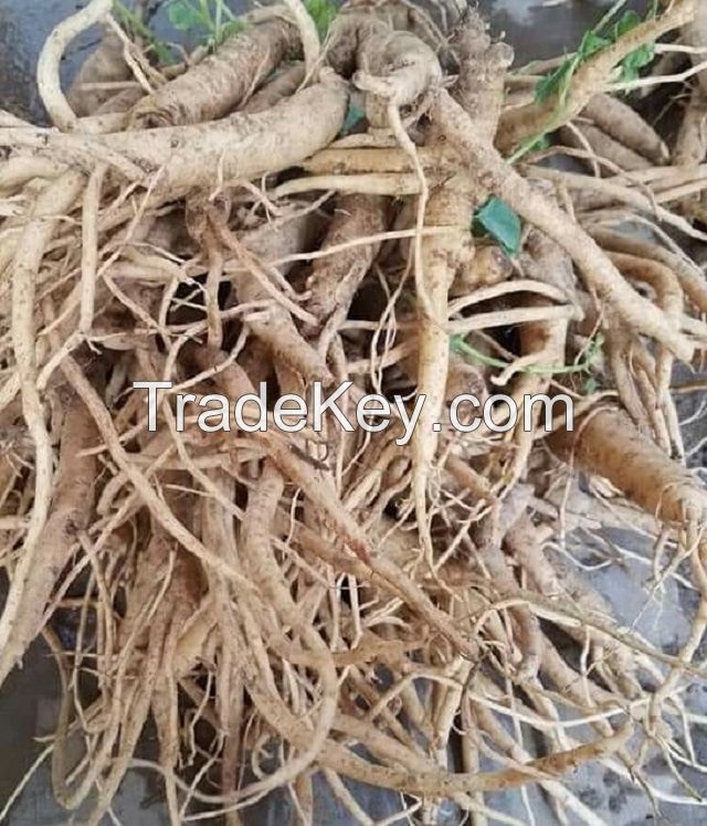 DANG SHEN ROOT / CLEAN LABEL / PLANT-BASED / WHOLE PIECES