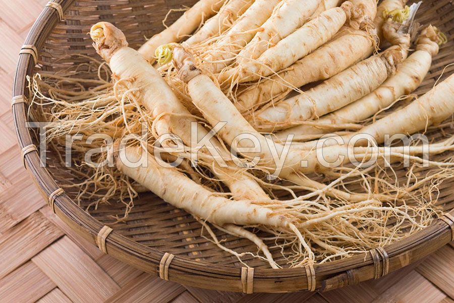 DANG SHEN ROOT / CLEAN LABEL / PLANT-BASED / WHOLE PIECES