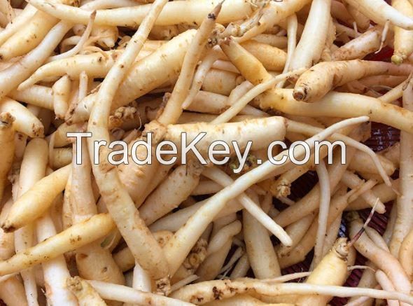 DANG SHEN ROOT / CLEAN LABEL / PLANT-BASED / WHOLE PIECES