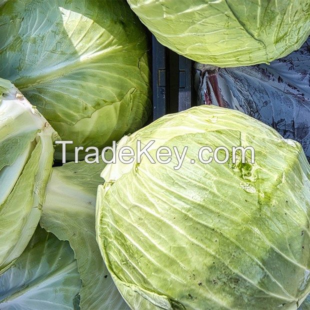 ALL-NATURAL FROZEN CABBAGE / PLANT-BASED POWER / CLEAN NUTRITION / IMMUNITY BOOST