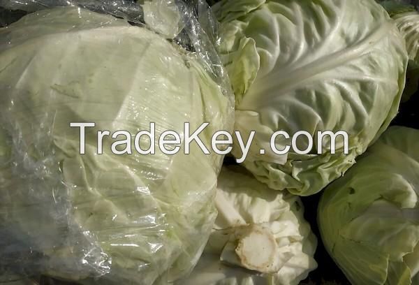 ALL-NATURAL FROZEN CABBAGE / PLANT-BASED POWER / CLEAN NUTRITION / IMMUNITY BOOST