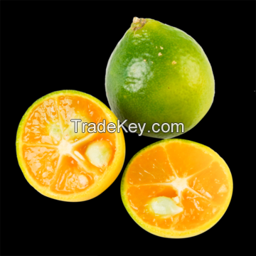 PURE CALAMANSI CONCENTRATE / IMMUNE SUPPORT / CLEAN INGREDIENTS / HIGH VITAMIN C