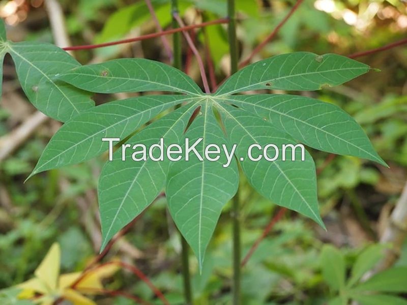 GREEN FREEZE CASSAVA LEAVES / TRADITIONAL CLEAN FOOD / MINERAL-RICH / READY TO COOK