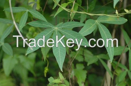 FROZEN YOUNG CASSAVA LEAVES / VITAMIN-PACKED / NO PRESERVATIVES / FARM-FRESH