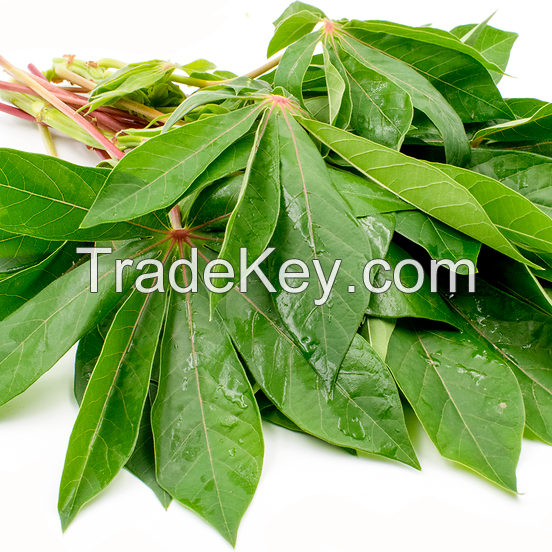ORGANIC FROZEN CASSAVA LEAVES / PURE & GREEN / IMMUNITY BOOST / ANTIOXIDANT POWER