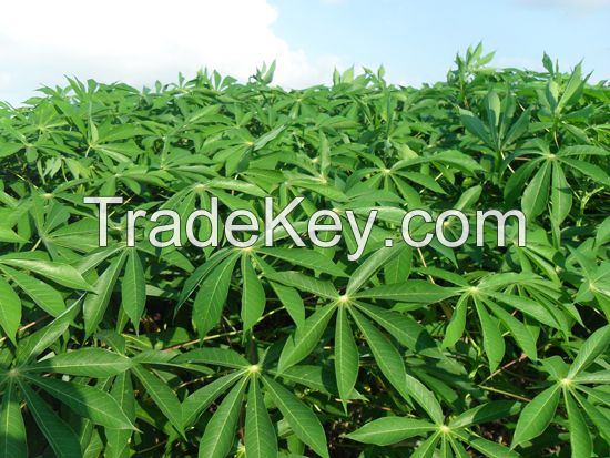 GREEN FREEZE CASSAVA LEAVES / TRADITIONAL CLEAN FOOD / MINERAL-RICH / READY TO COOK