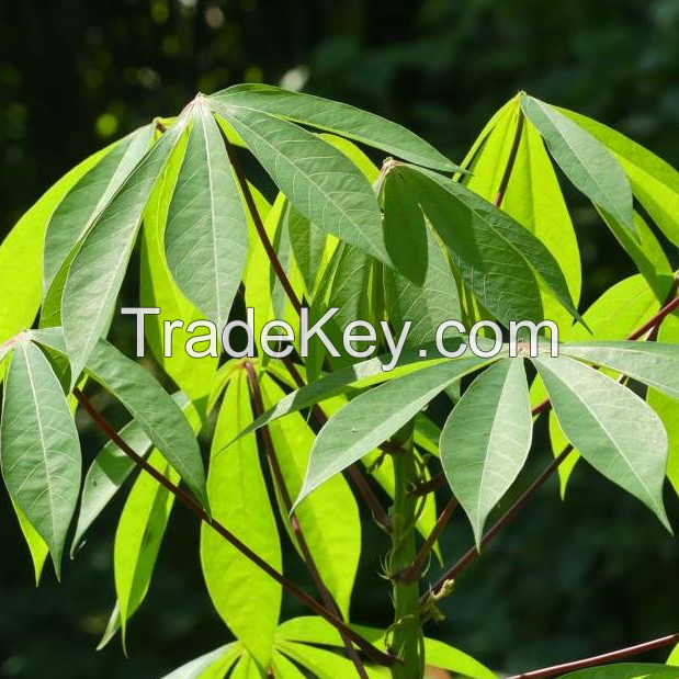 PREMIUM FROZEN CASSAVA LEAVES / NATURAL ENERGY / FIBER-RICH / NO ADDITIVES