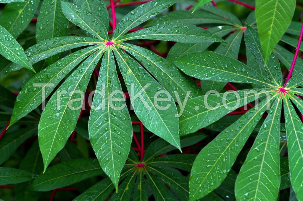 FROZEN YOUNG CASSAVA LEAVES / VITAMIN-PACKED / NO PRESERVATIVES / FARM-FRESH