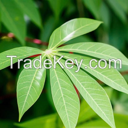 PREMIUM FROZEN CASSAVA LEAVES / NATURAL ENERGY / FIBER-RICH / NO ADDITIVES