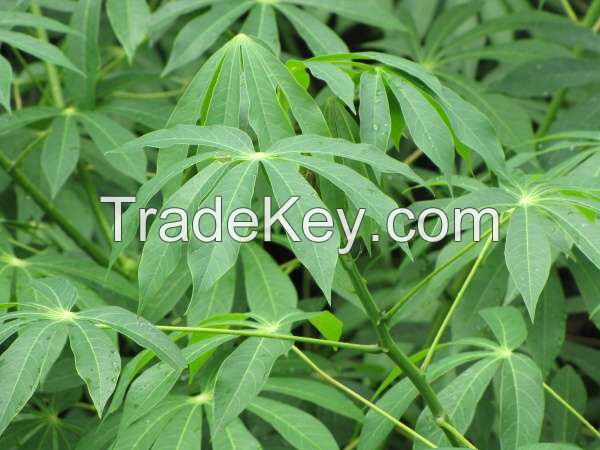 GREEN FREEZE CASSAVA LEAVES / TRADITIONAL CLEAN FOOD / MINERAL-RICH / READY TO COOK