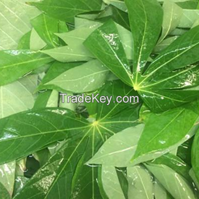 CASSAVA LEAF CHUNKS / 100% NATURAL / FOLATE BOOST / CLEAN EATING