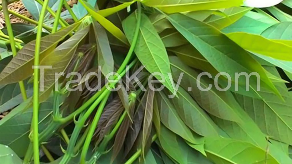 GREEN FREEZE CASSAVA LEAVES / TRADITIONAL CLEAN FOOD / MINERAL-RICH / READY TO COOK