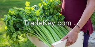 ORGANIC FROZEN CELERY / GUT-FRIENDLY / CLEAN LABEL / VITAMIN-PACKED