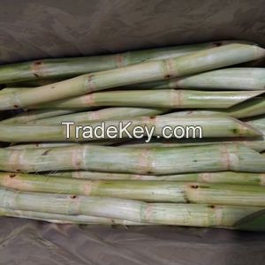 NATURALLY FROZEN SUGARCANE / CLEANLY PROCESSED / TROPICAL PLANT PRODUCT