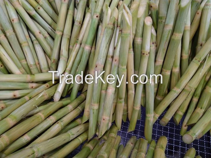 VIETNAMESE FROZEN SUGARCANE / FOOD GRADE / CLEAN LABEL / HAND CUT