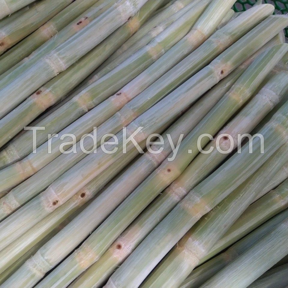SUGARCANE FROZEN STICKS / PLANT-BASED / READY TO EAT / CLEAN PROCESS