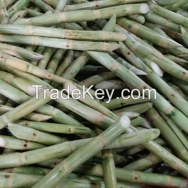 PREMIUM FROZEN SUGARCANE / NON-GMO / READY TO CHEW / VIETNAM ORIGIN