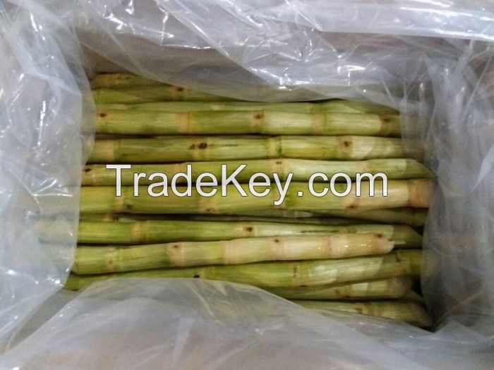 VIETNAMESE FROZEN SUGARCANE / FOOD GRADE / CLEAN LABEL / HAND CUT