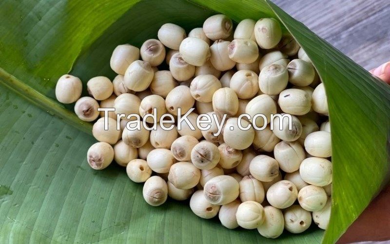 NATURAL DRIED LOTUS SEED / IMMUNITY BOOST / CLEAN LABEL / HIGH PROTEIN