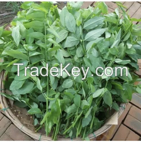 EXPORT-GRADE DRIED SWEET LEAF / CLEANLY PROCESSED / 100% NATURAL