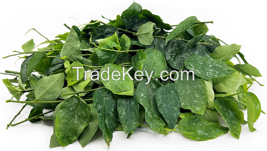 SUN-DRIED KATUK LEAF / CLEAN PROCESS / 100% BOTANICAL PRODUCT