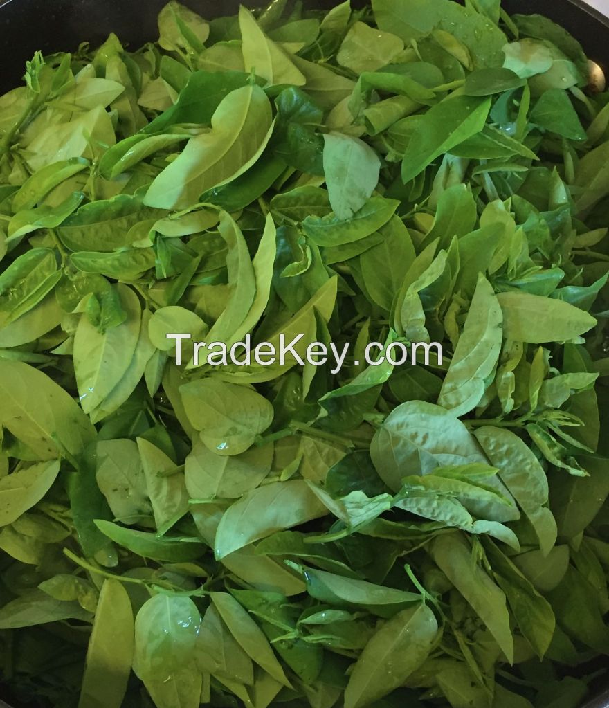EXPORT-GRADE DRIED SWEET LEAF / CLEANLY PROCESSED / 100% NATURAL