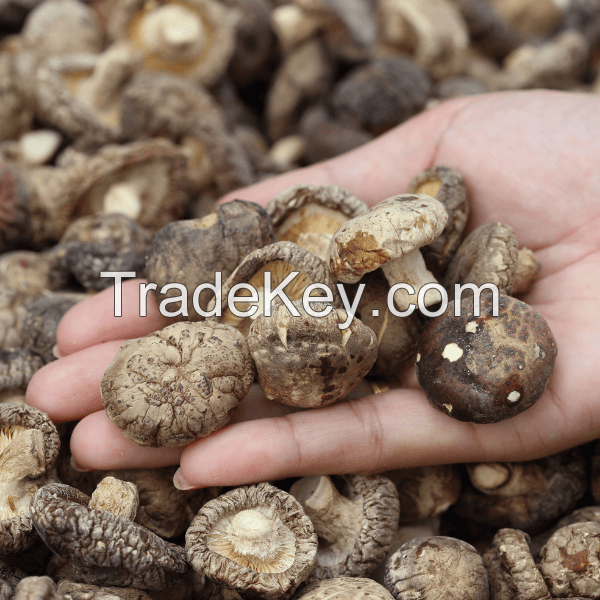 100% PLANT-BASED SHIITAKE MUSHROOM / NO PRESERVATIVES / DRIED FORMAT
