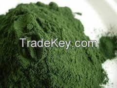 Ulva Lactuca Powder