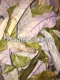 SUN-DRIED AVOCADO LEAVES / WHOLE FORM / NO PRESERVATIVES